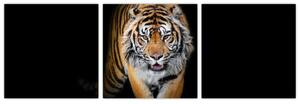 Tiger, obraz (Obraz 90x30cm)