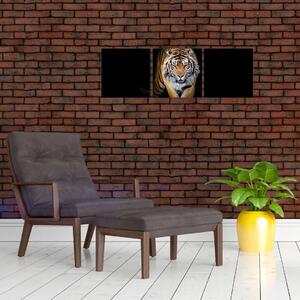 Tiger, obraz (Obraz 90x30cm)