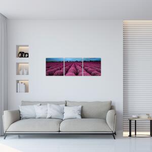 Levanduľové polia - obraz (Obraz 90x30cm)