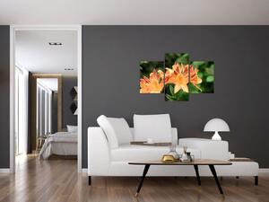 Oranžové kvety (Obraz 90x60cm)