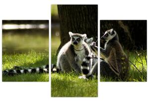 Obraz lemurov (Obraz 90x60cm)