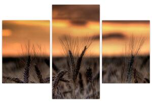 Detail pšenica, obraz (Obraz 90x60cm)