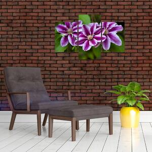 Súkvetia rastliny, obraz do bytu (Obraz 90x60cm)