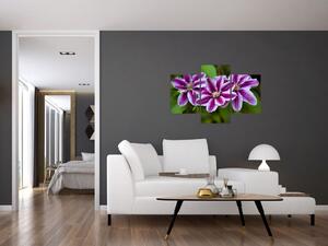 Súkvetia rastliny, obraz do bytu (Obraz 90x60cm)