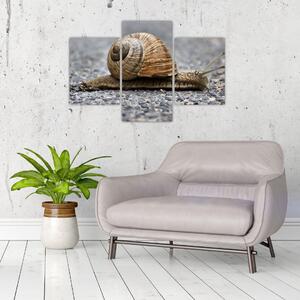 Ulita slimáka, obraz na stenu (Obraz 90x60cm)
