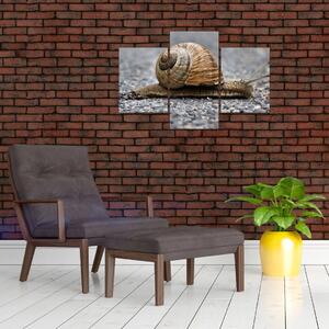 Ulita slimáka, obraz na stenu (Obraz 90x60cm)