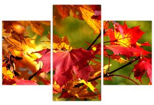 Jesenné lístie, obraz (Obraz 90x60cm)