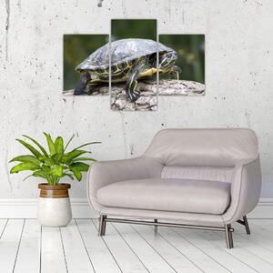 Obraz suchozemské korytnačky (Obraz 90x60cm)