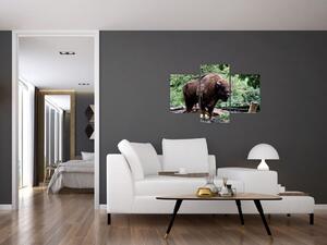 Obraz s americkým bizónom (Obraz 90x60cm)