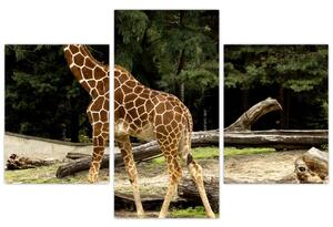 Obraz žirafy (Obraz 90x60cm)
