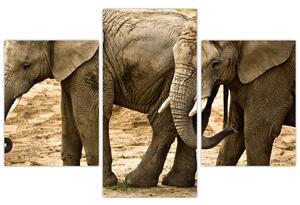 Slon, obraz (Obraz 90x60cm)