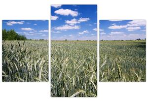 Pole pšenice - obraz (Obraz 90x60cm)