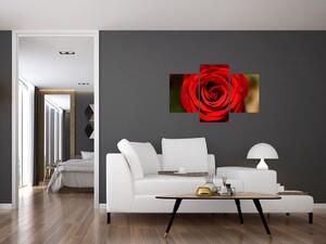Detail ruže - obraz (Obraz 90x60cm)