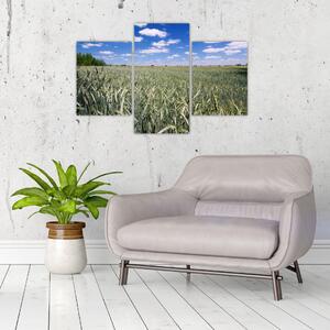 Pole pšenice - obraz (Obraz 90x60cm)