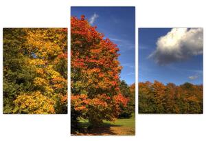 Jesenné stromy - obraz (Obraz 90x60cm)