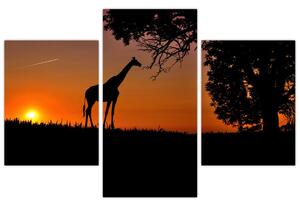 Obraz žirafy v prírode (Obraz 90x60cm)