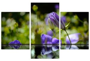 Modrá kvetina - obraz (Obraz 90x60cm)