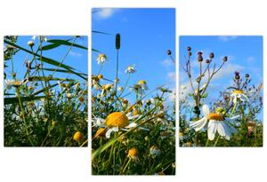 Obraz lúčnych kvetov (Obraz 90x60cm)