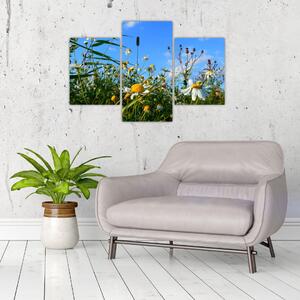 Obraz lúčnych kvetov (Obraz 90x60cm)