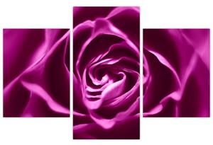 Obraz ruže (Obraz 90x60cm)