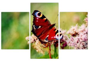 Motýľ - obraz (Obraz 90x60cm)