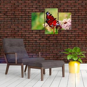 Motýľ - obraz (Obraz 90x60cm)