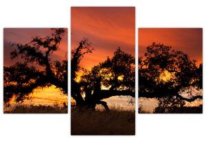 Strom v krajině - obraz (Obraz 90x60cm)