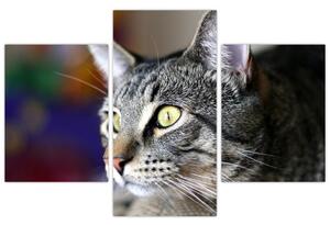Mačka - obraz (Obraz 90x60cm)