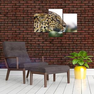 Leopard - obraz (Obraz 90x60cm)
