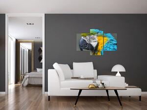 Papagáj - obraz (Obraz 90x60cm)