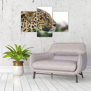 Leopard - obraz (Obraz 90x60cm)
