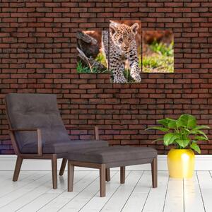 Mláďa leoparda - obraz do bytu (Obraz 90x60cm)