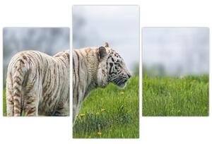 Tiger - obraz (Obraz 90x60cm)