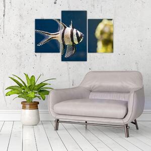 Ryba - obraz (Obraz 90x60cm)
