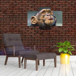 Opica - obrazy (Obraz 90x60cm)