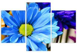 Modrá chryzantéma - obrazy (Obraz 90x60cm)