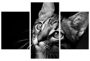 Obraz mačky (Obraz 90x60cm)