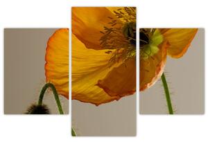 Žltý kvet - obraz (Obraz 90x60cm)