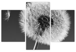 Odkvitnutá púpava - obraz kvetín (Obraz 90x60cm)