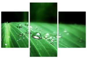 Kvapky vody - obraz (Obraz 90x60cm)