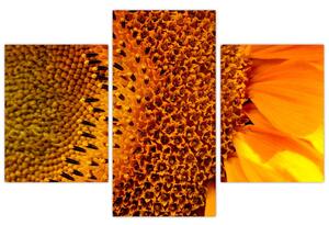 Detail slnečnice - obraz (Obraz 90x60cm)