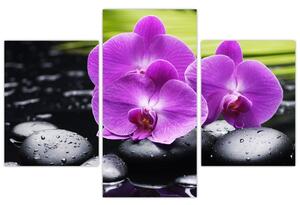 Obraz - orchidea (Obraz 90x60cm)