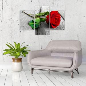 Ruža červená - obraz (Obraz 90x60cm)