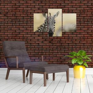 Zebra - obraz (Obraz 90x60cm)
