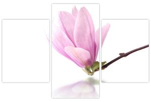 Kvet - obraz (Obraz 90x60cm)