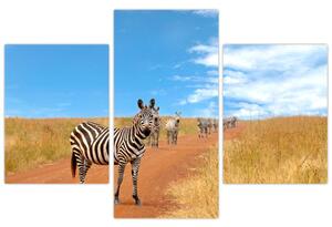 Zebra na ceste - obraz (Obraz 90x60cm)