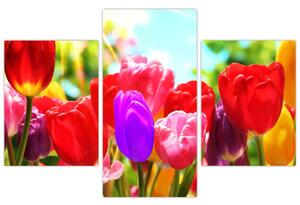 Tulipány - obraz (Obraz 90x60cm)