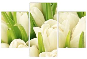 Detail tulipánov - obraz (Obraz 90x60cm)