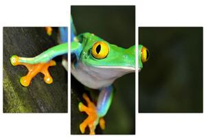 Žaba - obraz (Obraz 90x60cm)