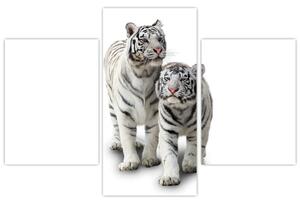 Tiger biely - obraz (Obraz 90x60cm)